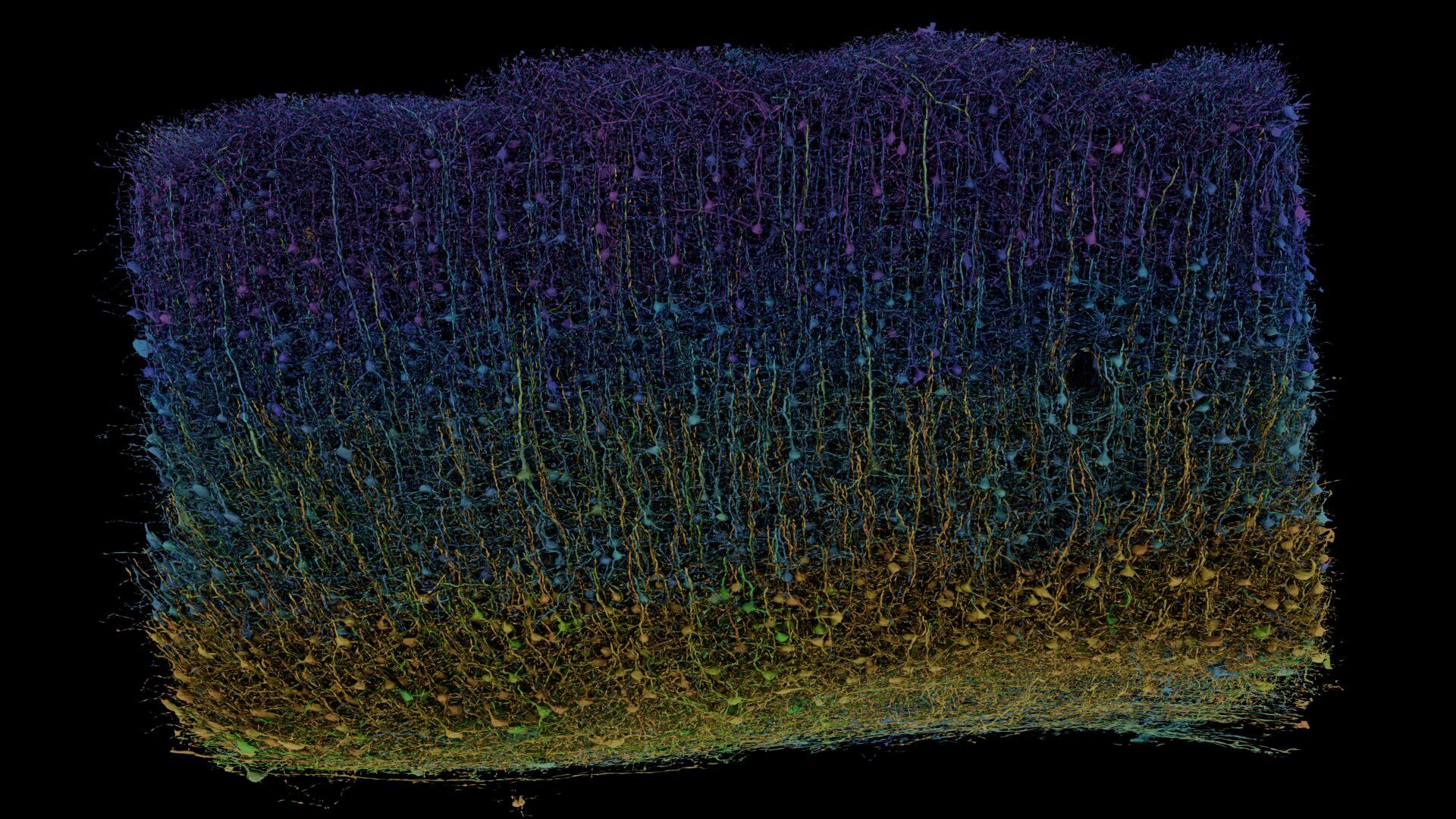 colorful neuronal reconstruction from a cubic millimeter of mouse brain visual cortex